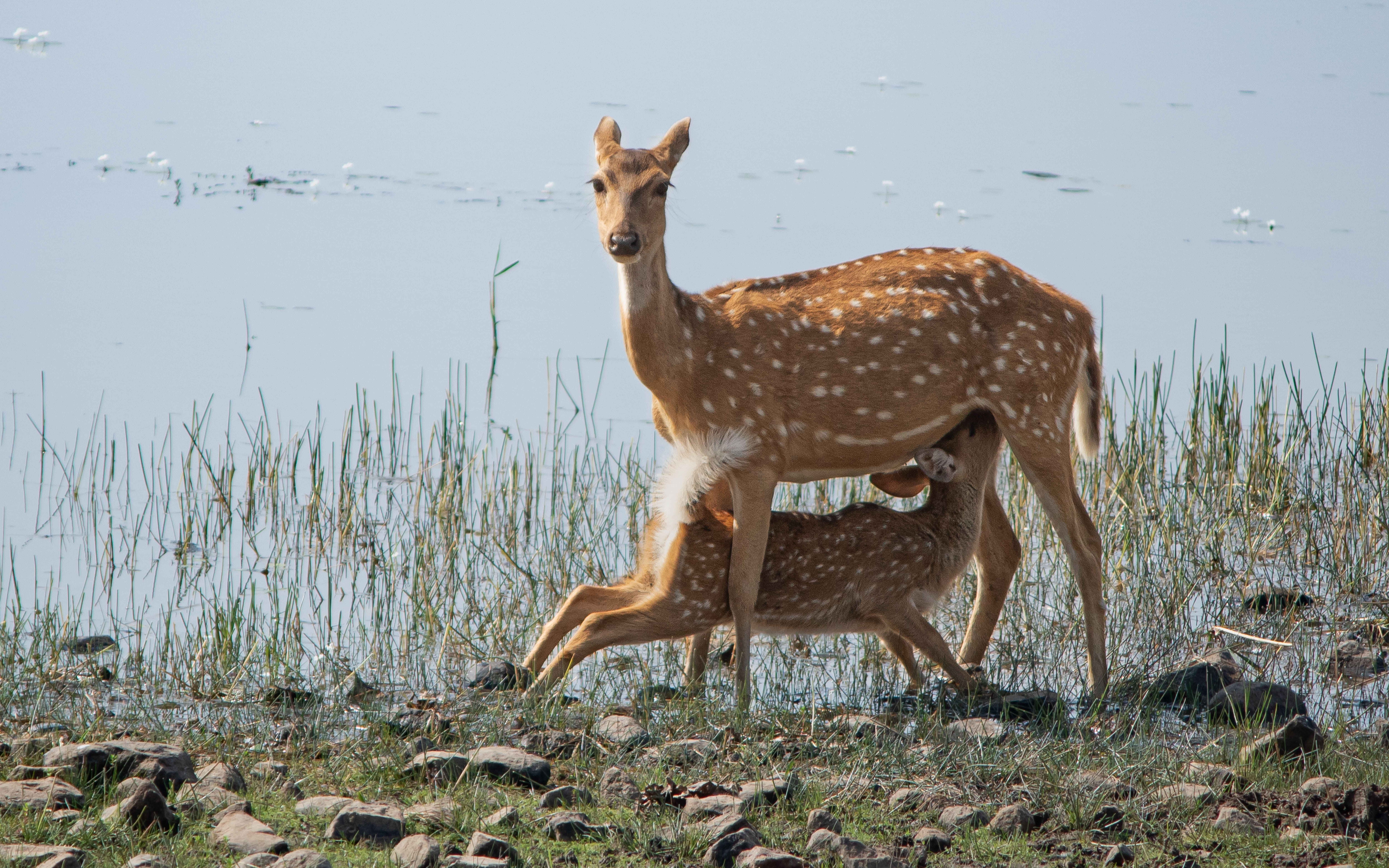 Spotted Deer